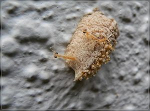 South African Praying Mantis, Miomantis caffra