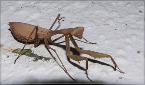 South African Praying Mantis, Miomantis caffra
