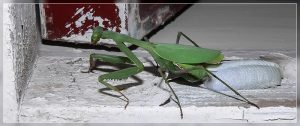 South African Praying Mantis, Miomantis caffra