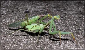 South African Praying Mantis, Miomantis caffra