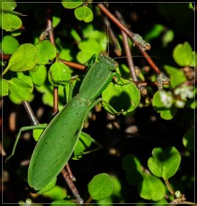 New Zealand Praying Mantis, Orthodera novaezealandiae