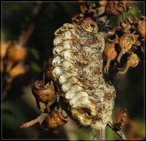 New Zealand Praying Mantis, Orthodera novaezealandiae