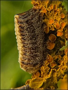 New Zealand Praying Mantis, Orthodera novaezealandiae