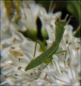 New Zealand Praying Mantis, Orthodera novaezealandiae