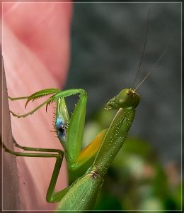 New Zealand Praying Mantis, Orthodera novaezealandiae