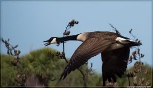 Canada Goose