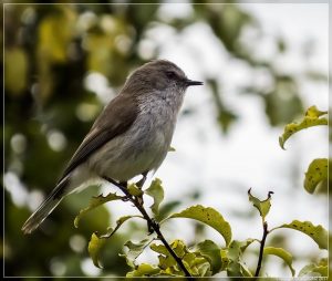 Grey Warbler
