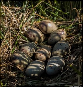 Pukeko Eggs