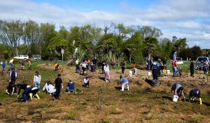 Trees For Canterbury Planting Day 20170916