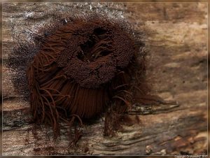 Chocolate Tube Slimes, Genus Stemonitis