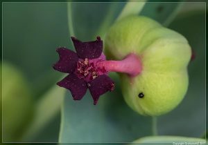 Euphorbia glauca, waiu atua