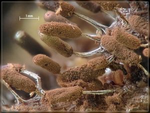 Stemonitopsis typhina