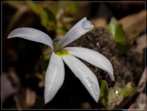Lobelia angulata