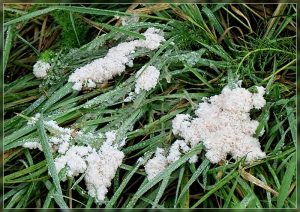 Dog Sick Slime Mold, Mucilago crustacea