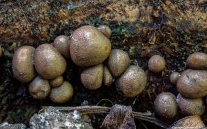 Wolf's Milk, Lycogala epidendrum