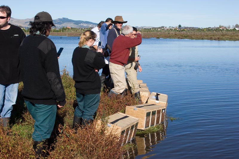 Brown Teal Release, May 16 2007