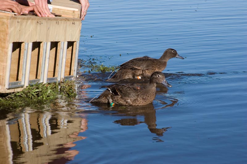 Brown Teal Release, May 16 2007