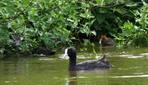 Australian Coot