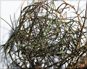 Leafless Lawyer, Rubus squarrosus