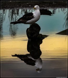 Black-backed Gull