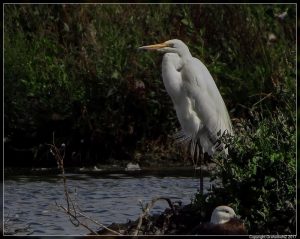 White Heron, Kotuku