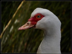 Muscovey Duck