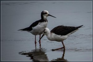 Pied Stilt