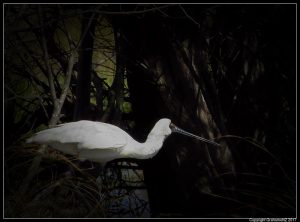 Royal Spoonbill
