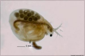 Daphnia with eggs