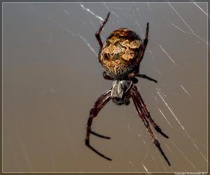 Spider, Cryptaranea species