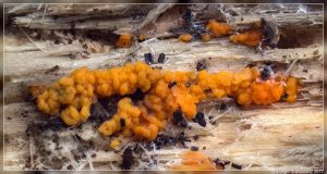 Fungus