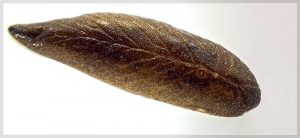 Leaf-veined slug, Pseudaneitea aspera