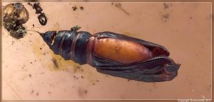 Moth pupa