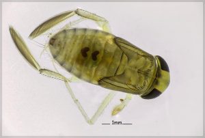 Water boatmen, family Corixidae