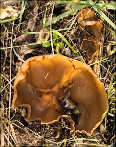 Fungi, Genus Pezizai