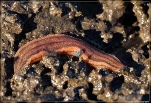 Land Planarians, Family Geoplanidae