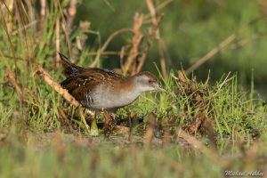 Marsh Crake, Travis Wetland. Image: Michael Ashbee