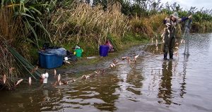 Part of the 400 Rudd haul. Travis Wetland April 22 2008 Image John Skilton
