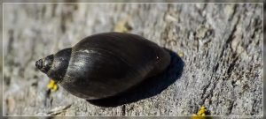 Freshwater Snail, Physella acuta