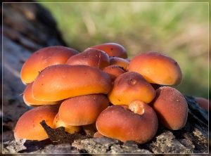 Flammulina velutipes