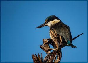 Sacred Kingfisher, Todiramphus sanctus