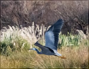 White-faced Heron, Egretta novaehollandiae