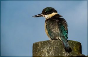 Sacred Kingfisher, Halcyon sancta, Kotare