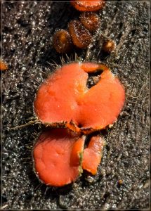Genus Scutellinia