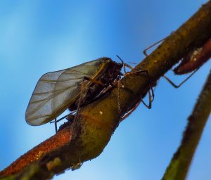Giant Willow Aphid, Tuberolachnus salignus