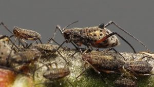 Giant Willow Aphid, Tuberolachnus salignus