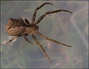 Square-ended Crab Spider, Sidymella-trapezia