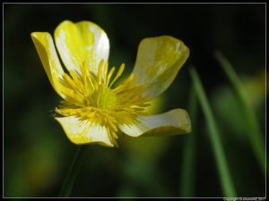Buttercup
