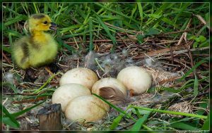 Canada gosling and eggs