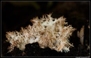 Coral tooth fungus, Hericium coralloides